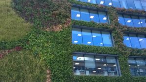 A green wall of a building covered with plants